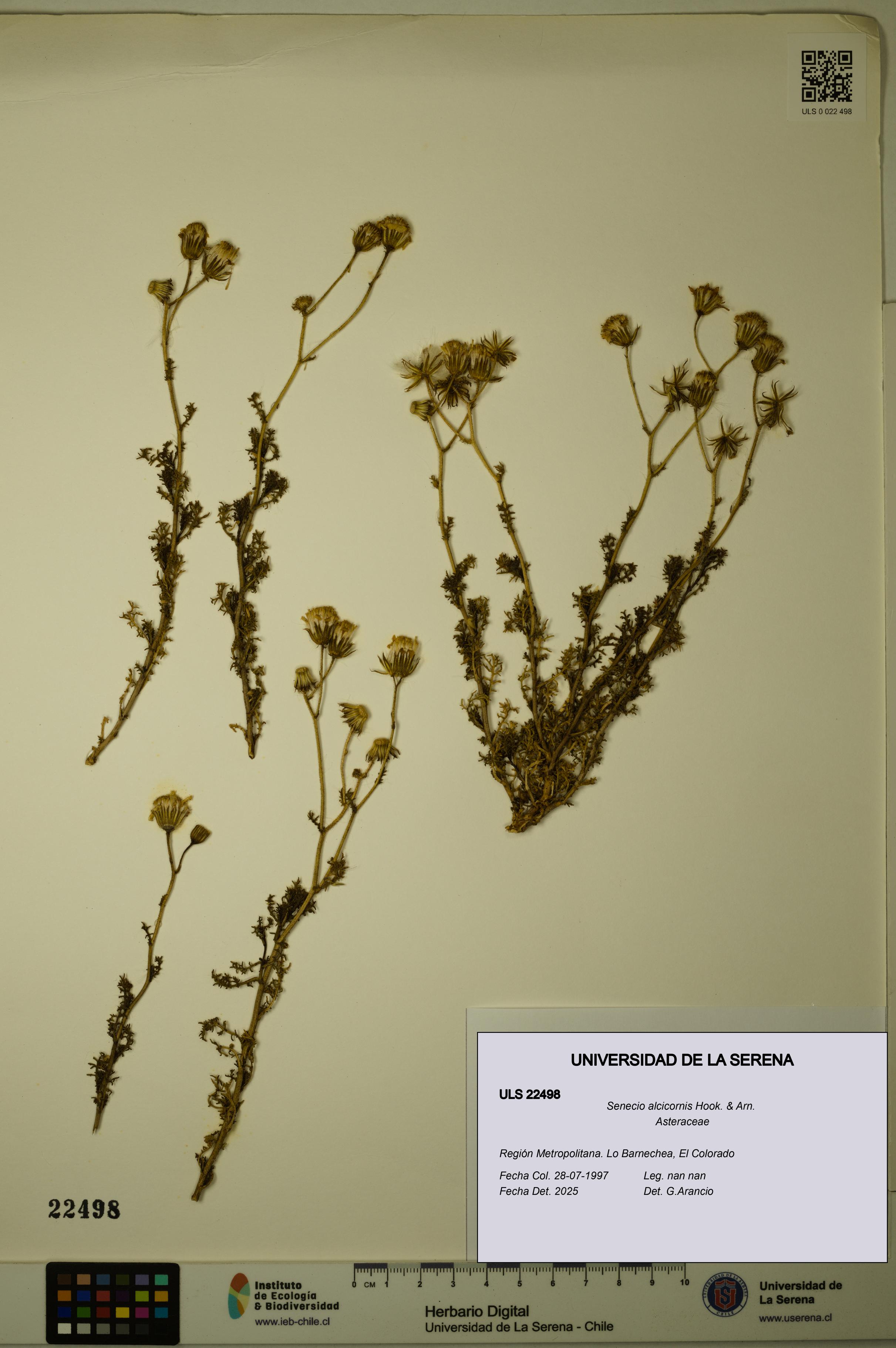 Senecio alcicornis [Espécimen: ULS:ULS:0022498]