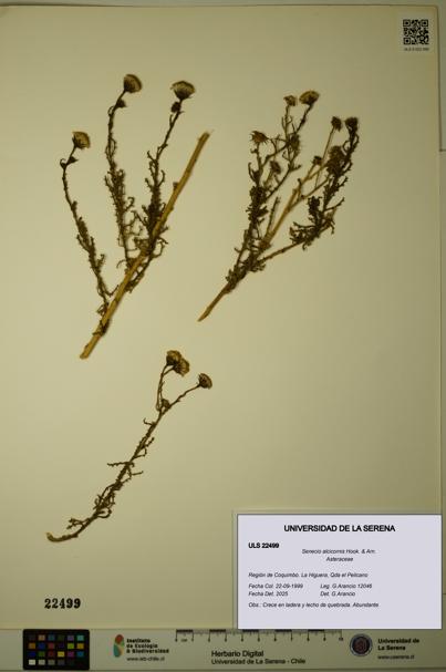 Senecio alcicornis [Espécimen: ULS:ULS:0022499]