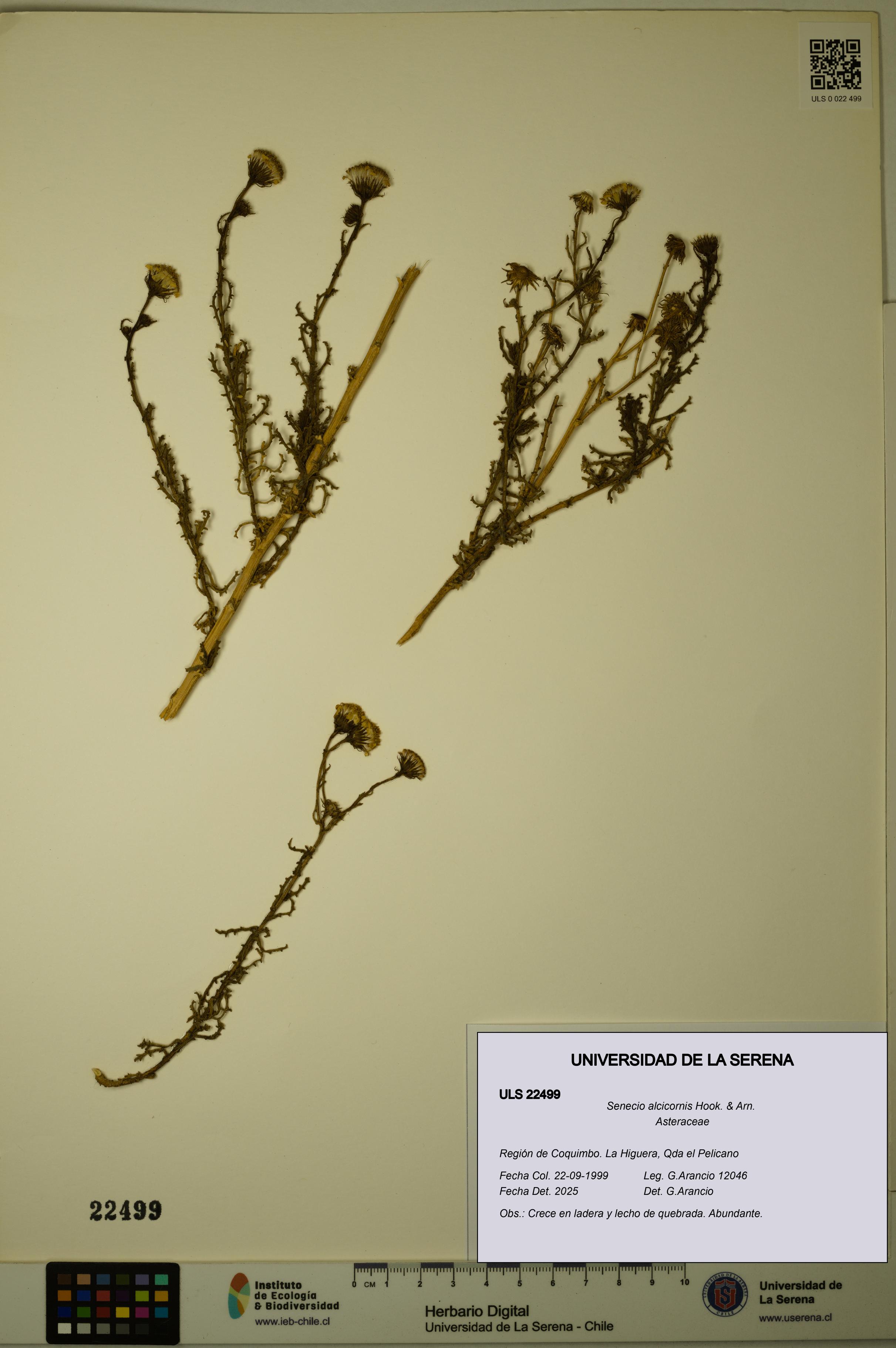 Senecio alcicornis [Espécimen: ULS:ULS:0022499]