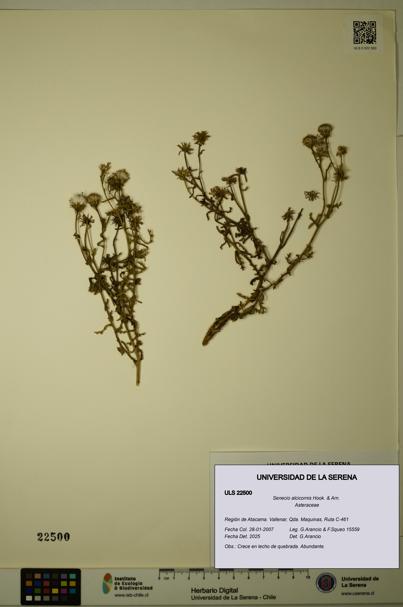 Senecio alcicornis [Espécimen: ULS:ULS:0022500]
