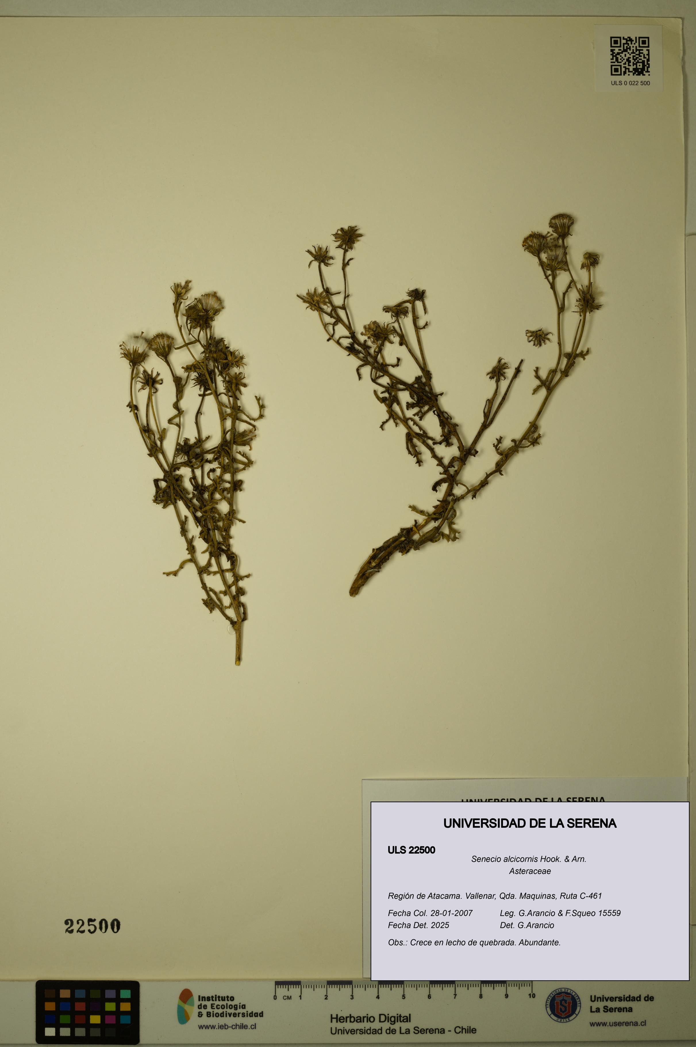 Senecio alcicornis [Espécimen: ULS:ULS:0022500]