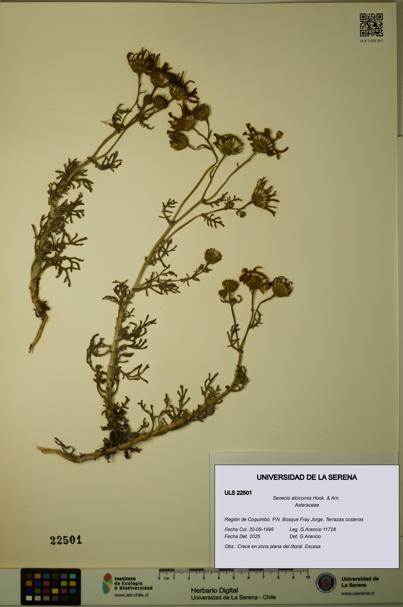 Senecio alcicornis [Espécimen: ULS:ULS:0022501]