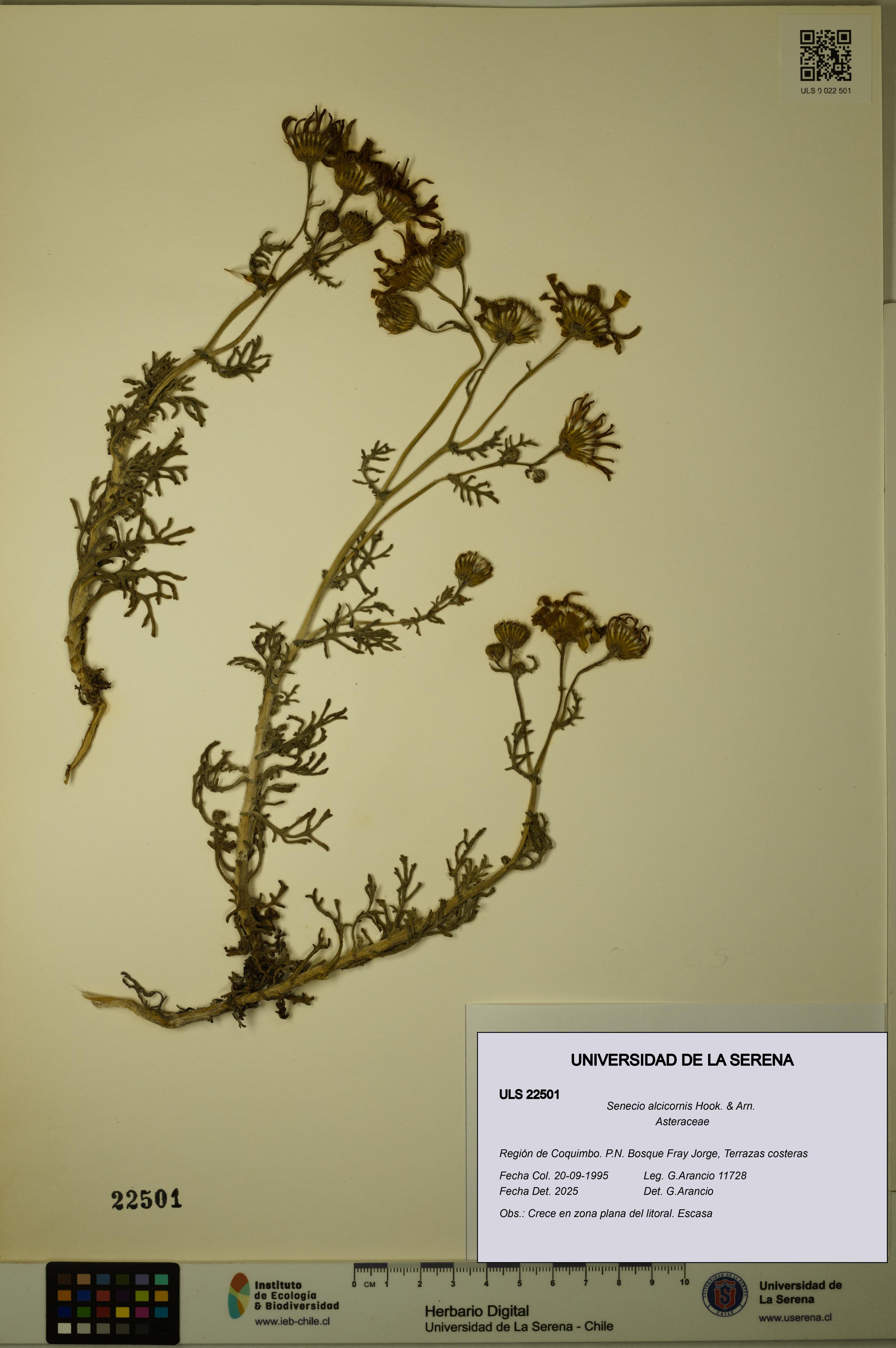Senecio alcicornis [Espécimen: ULS:ULS:0022501]
