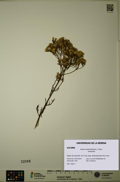 Senecio anthemidiphyllus [Espécimen: ULS:ULS:0022502]