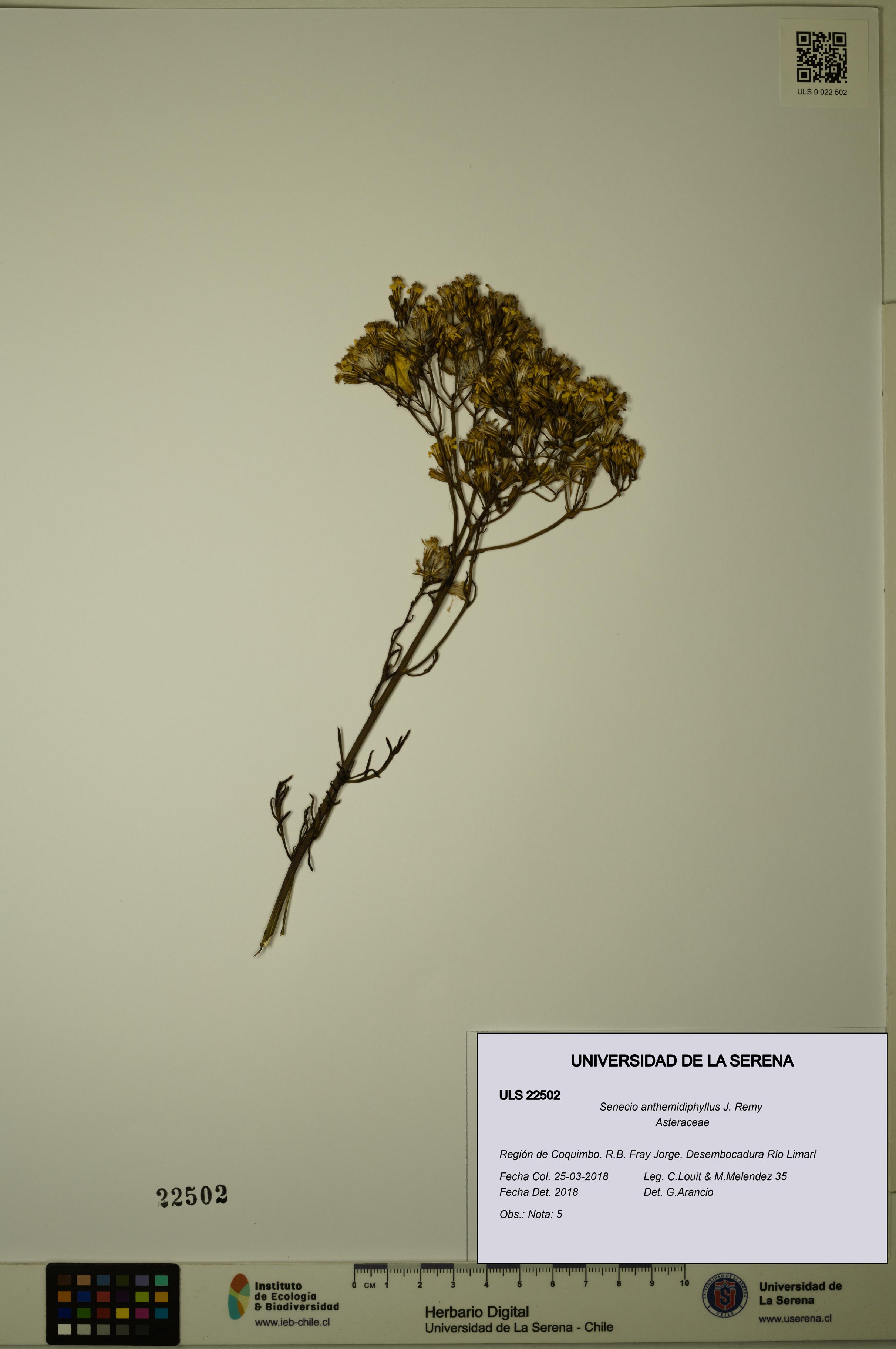 Senecio anthemidiphyllus [Espécimen: ULS:ULS:0022502]