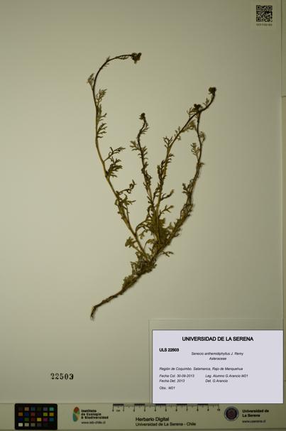 Senecio anthemidiphyllus [Espécimen: ULS:ULS:0022503]