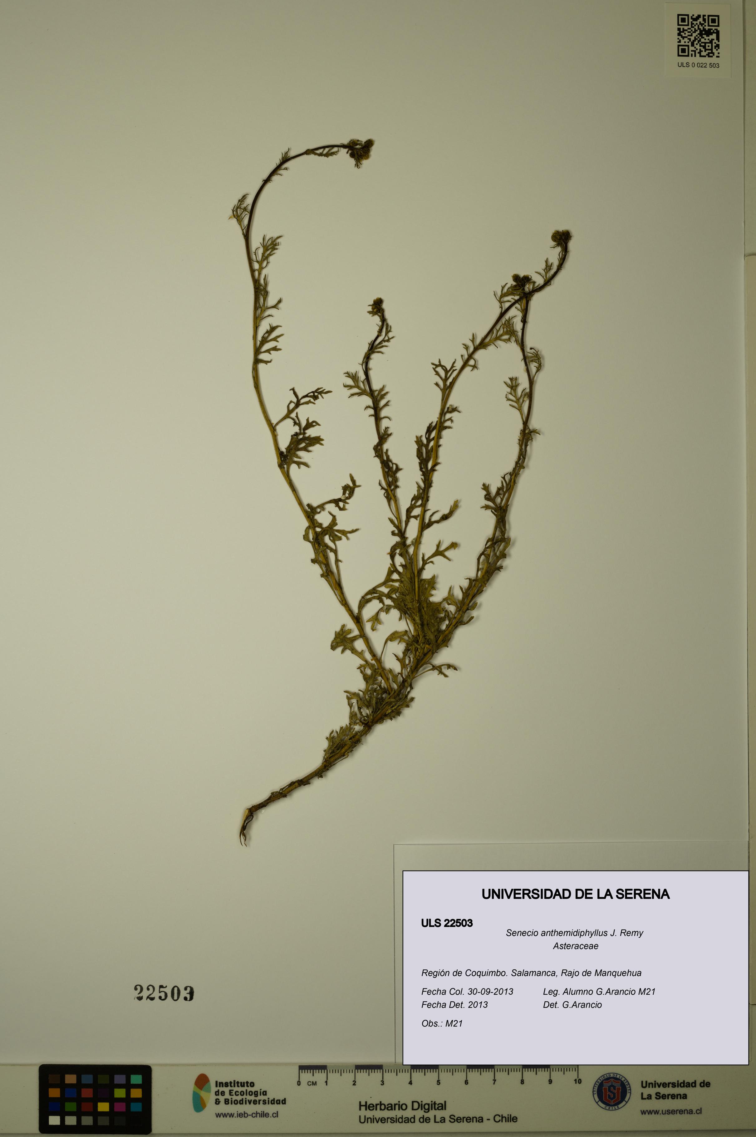 Senecio anthemidiphyllus [Espécimen: ULS:ULS:0022503]