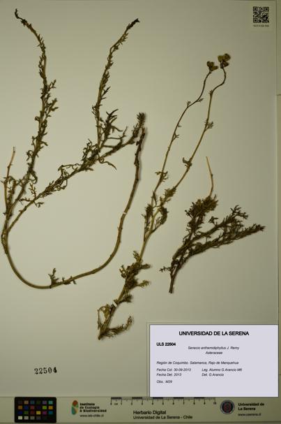 Senecio anthemidiphyllus [Espécimen: ULS:ULS:0022504]