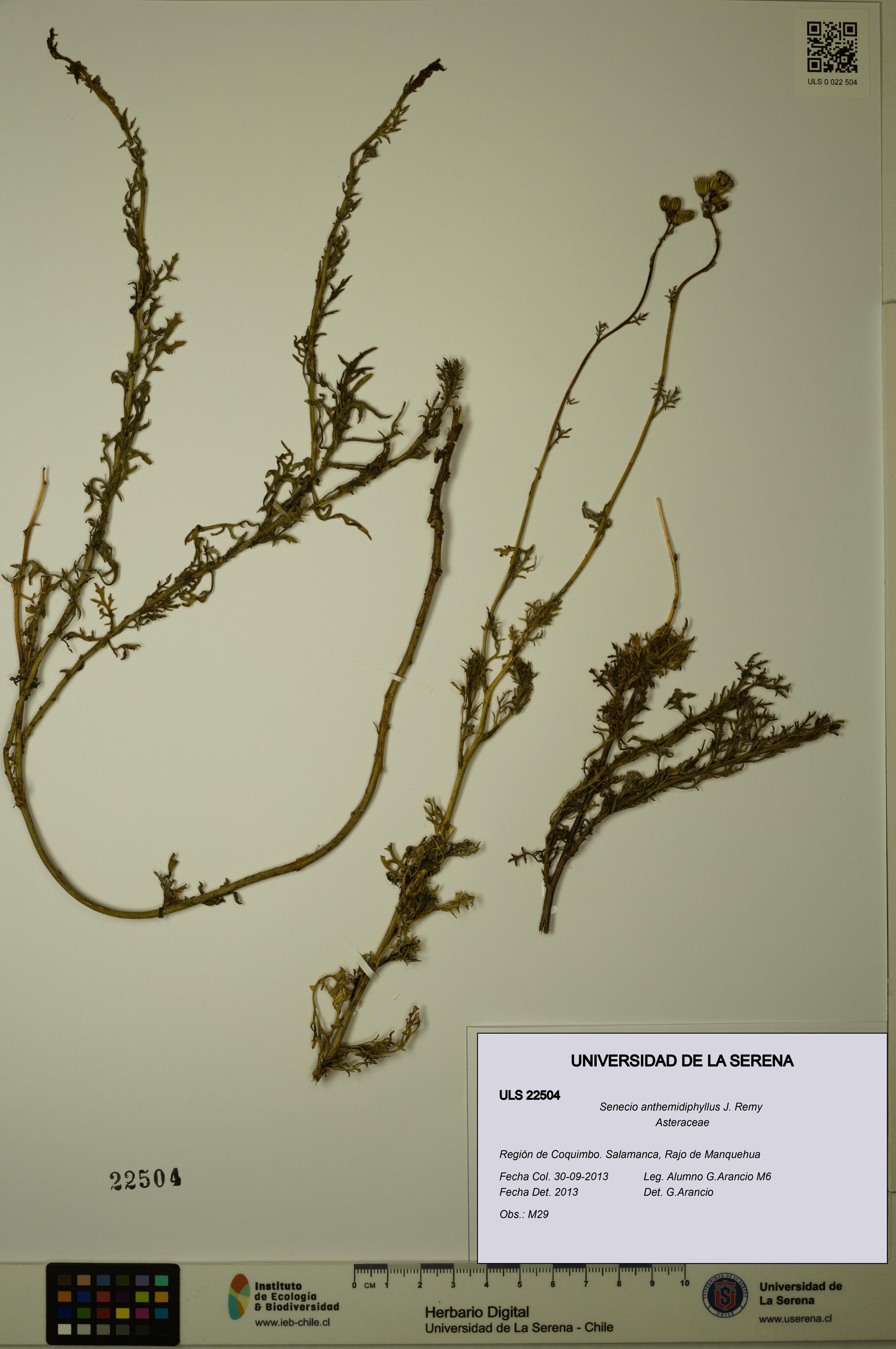 Senecio anthemidiphyllus [Espécimen: ULS:ULS:0022504]