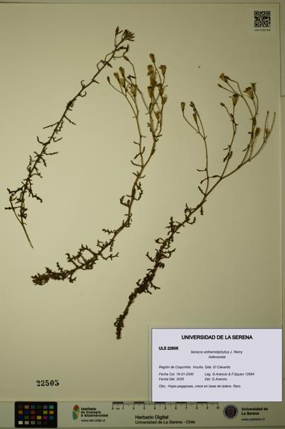 Senecio anthemidiphyllus [Espécimen: ULS:ULS:0022505]