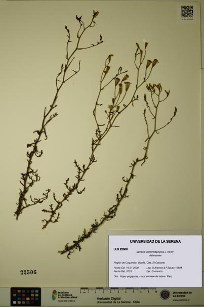 Senecio anthemidiphyllus [Espécimen: ULS:ULS:0022506]
