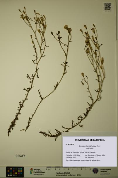 Senecio anthemidiphyllus [Espécimen: ULS:ULS:0022507]
