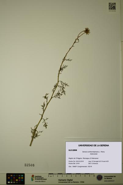 Senecio anthemidiphyllus [Espécimen: ULS:ULS:0022508]