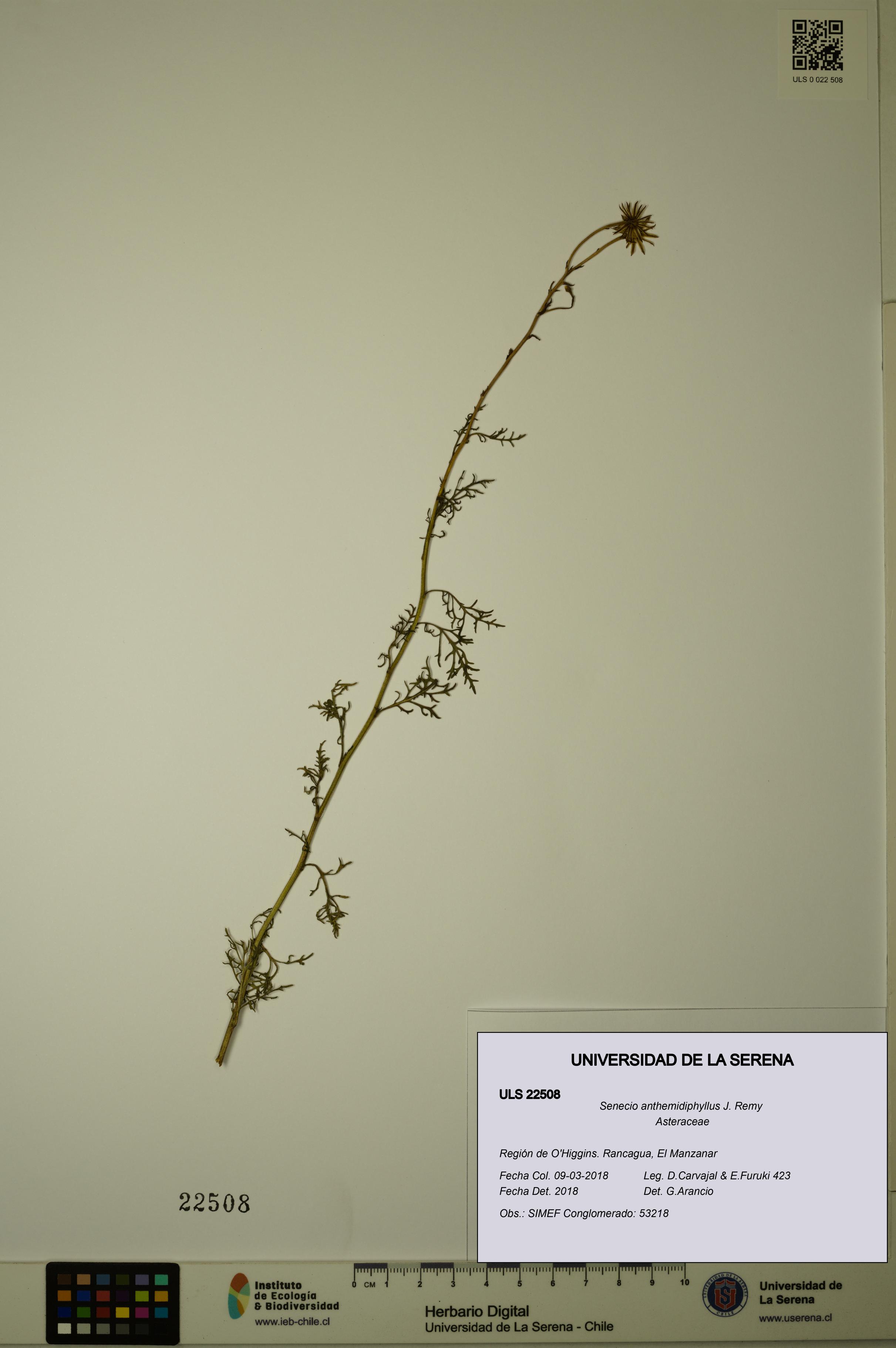 Senecio anthemidiphyllus [Espécimen: ULS:ULS:0022508]