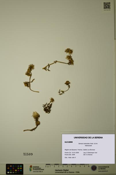 Senecio bahioides [Espécimen: ULS:ULS:0022509]