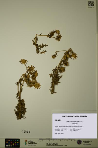 Senecio bahioides [Espécimen: ULS:ULS:0022510]