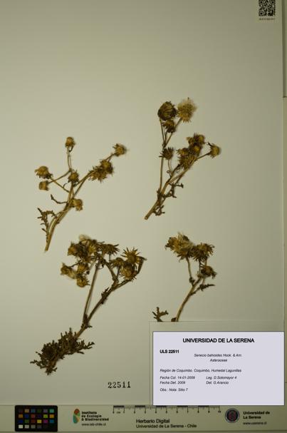Senecio bahioides [Espécimen: ULS:ULS:0022511]