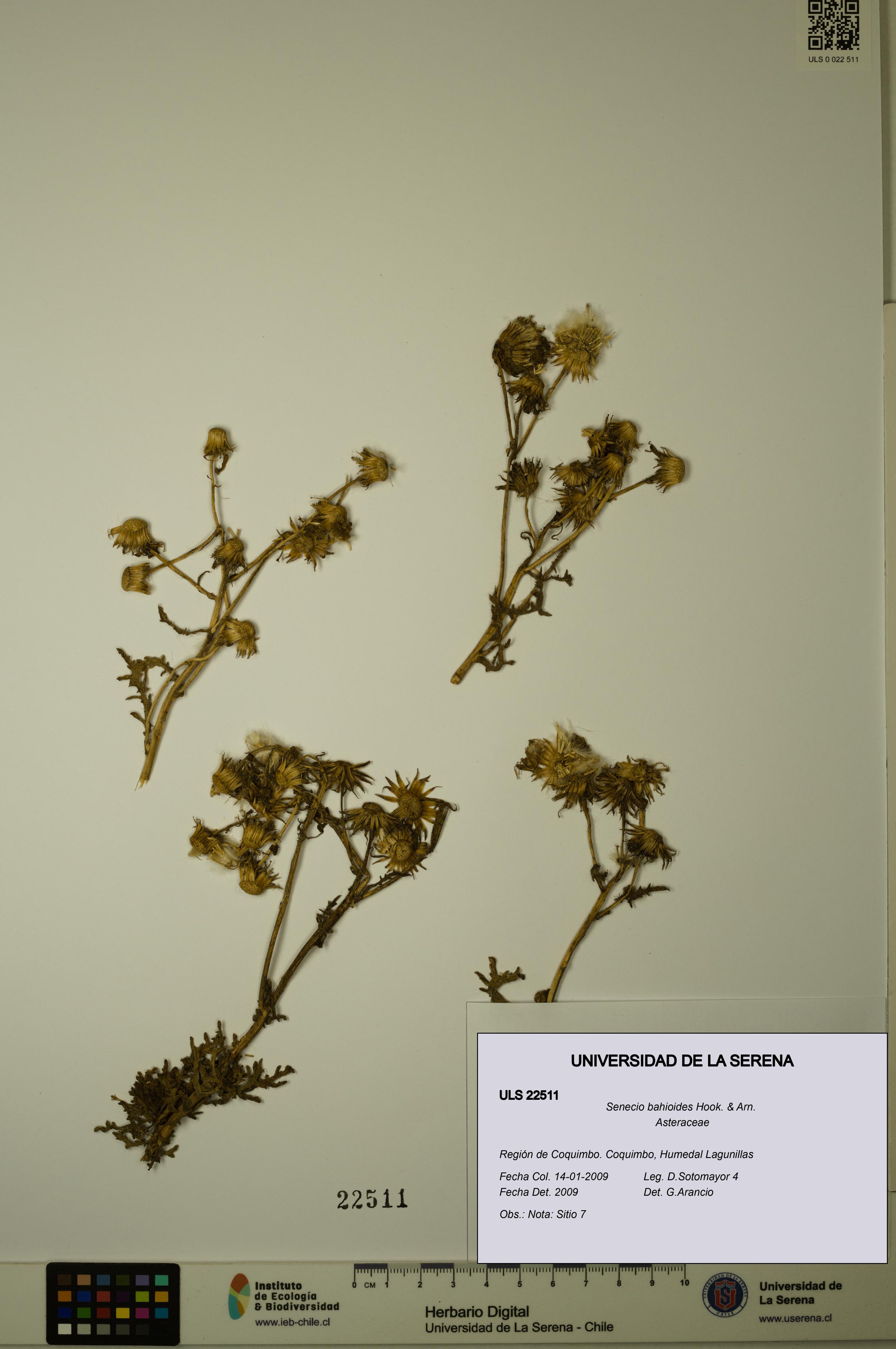 Senecio bahioides [Espécimen: ULS:ULS:0022511]