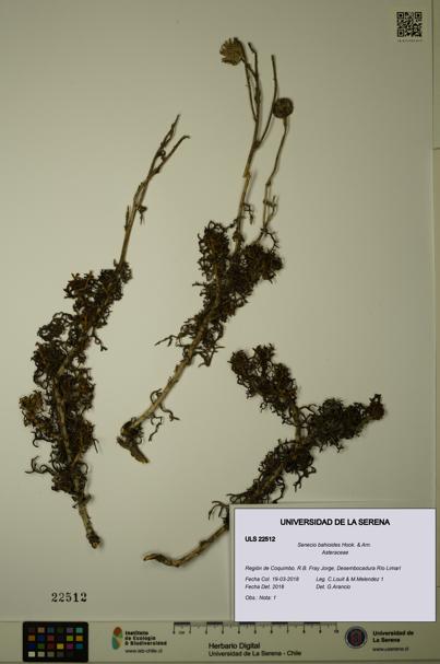Senecio bahioides [Espécimen: ULS:ULS:0022512]