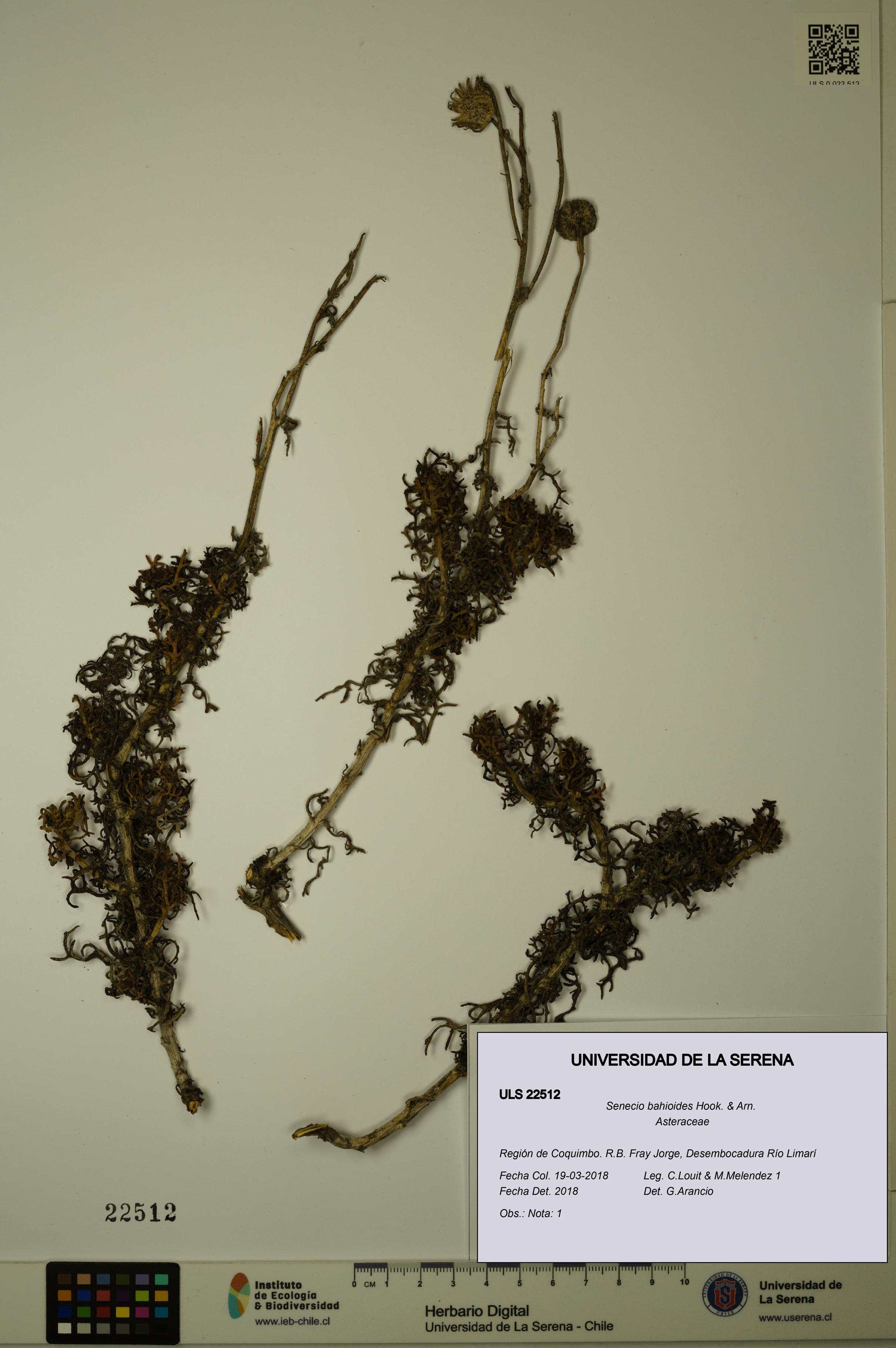 Senecio bahioides [Espécimen: ULS:ULS:0022512]