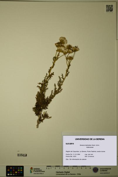 Senecio bahioides [Espécimen: ULS:ULS:0022513]