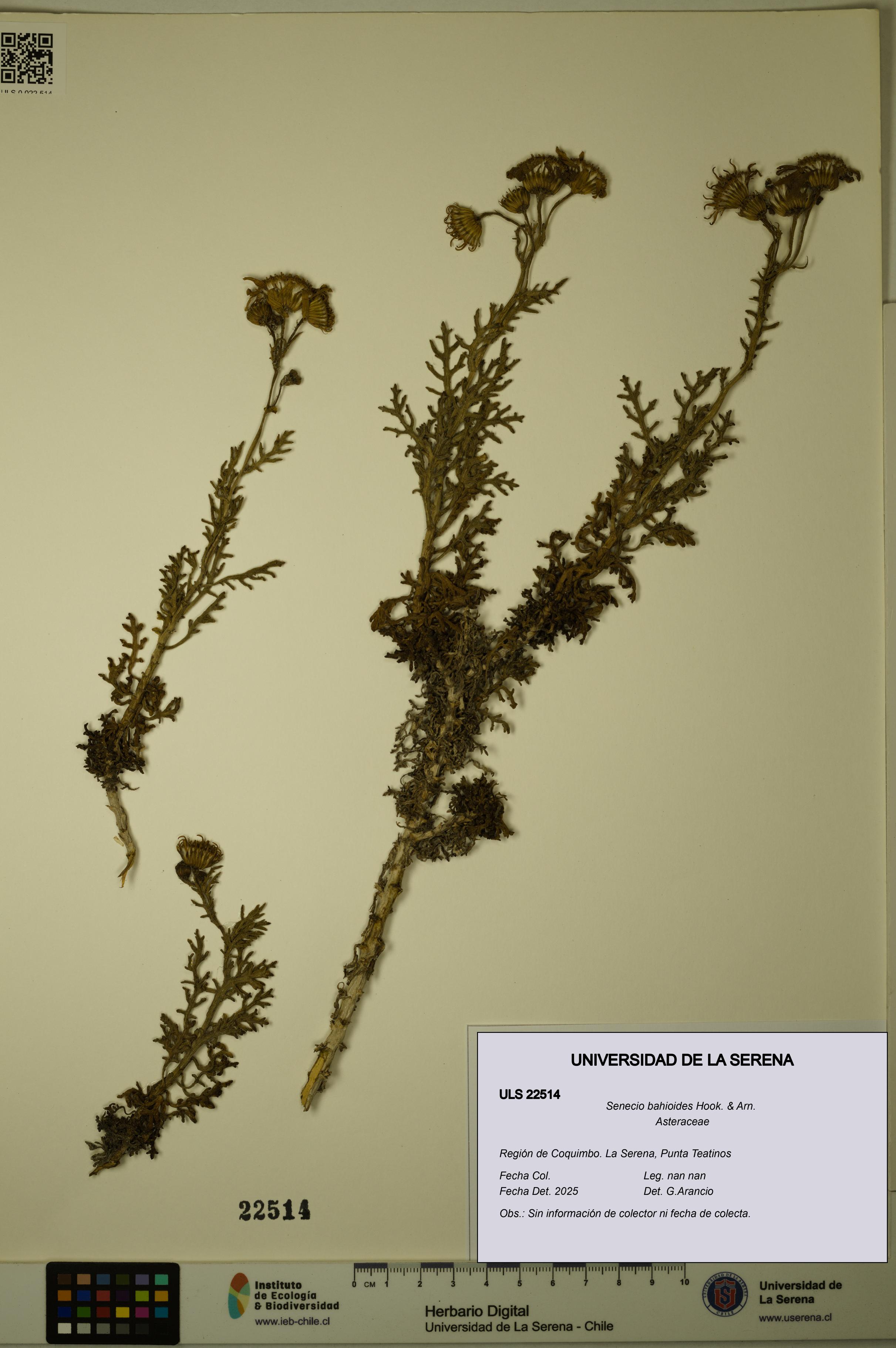 Senecio bahioides [Espécimen: ULS:ULS:0022514]