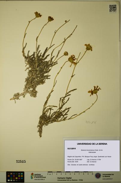 Senecio brunonianus [Espécimen: ULS:ULS:0022515]