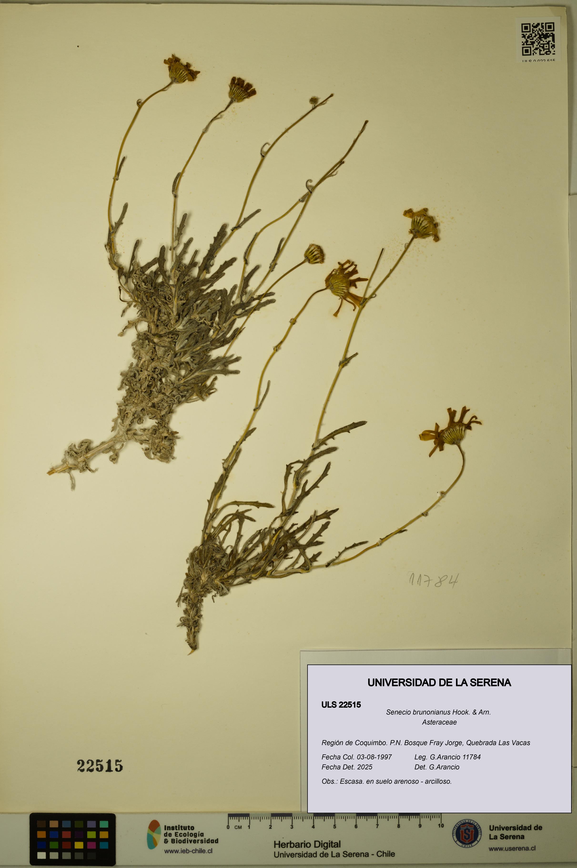 Senecio brunonianus [Espécimen: ULS:ULS:0022515]