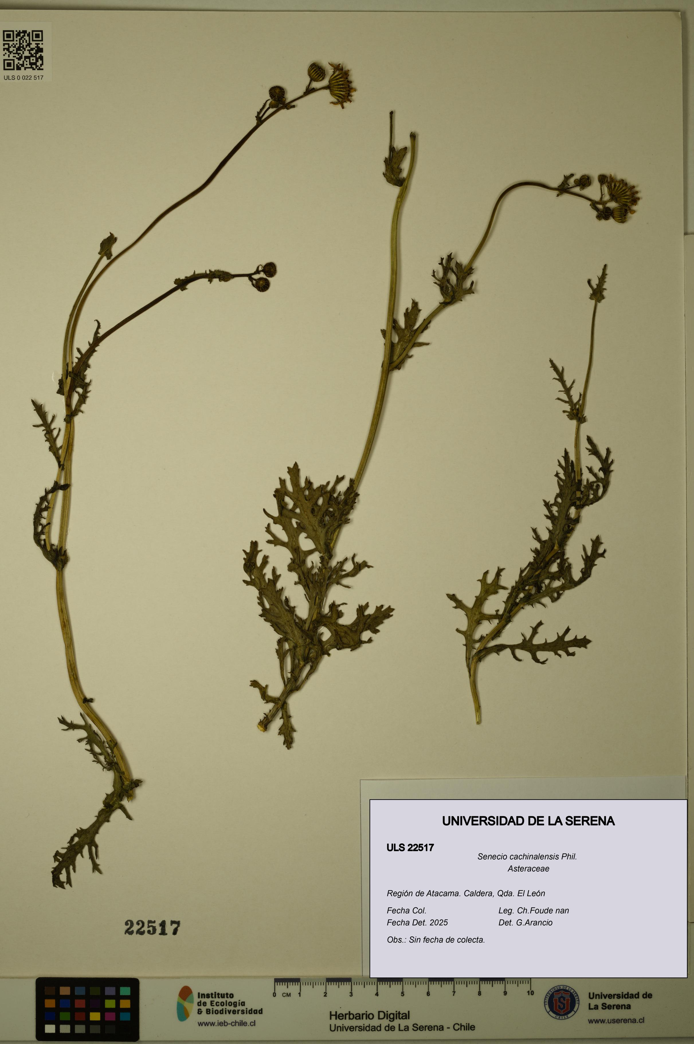 Senecio cachinalensis [Espécimen: ULS:ULS:0022517]