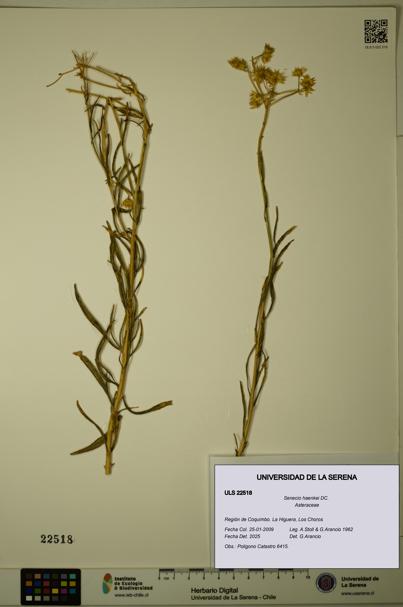 Senecio haenkei [Espécimen: ULS:ULS:0022518]