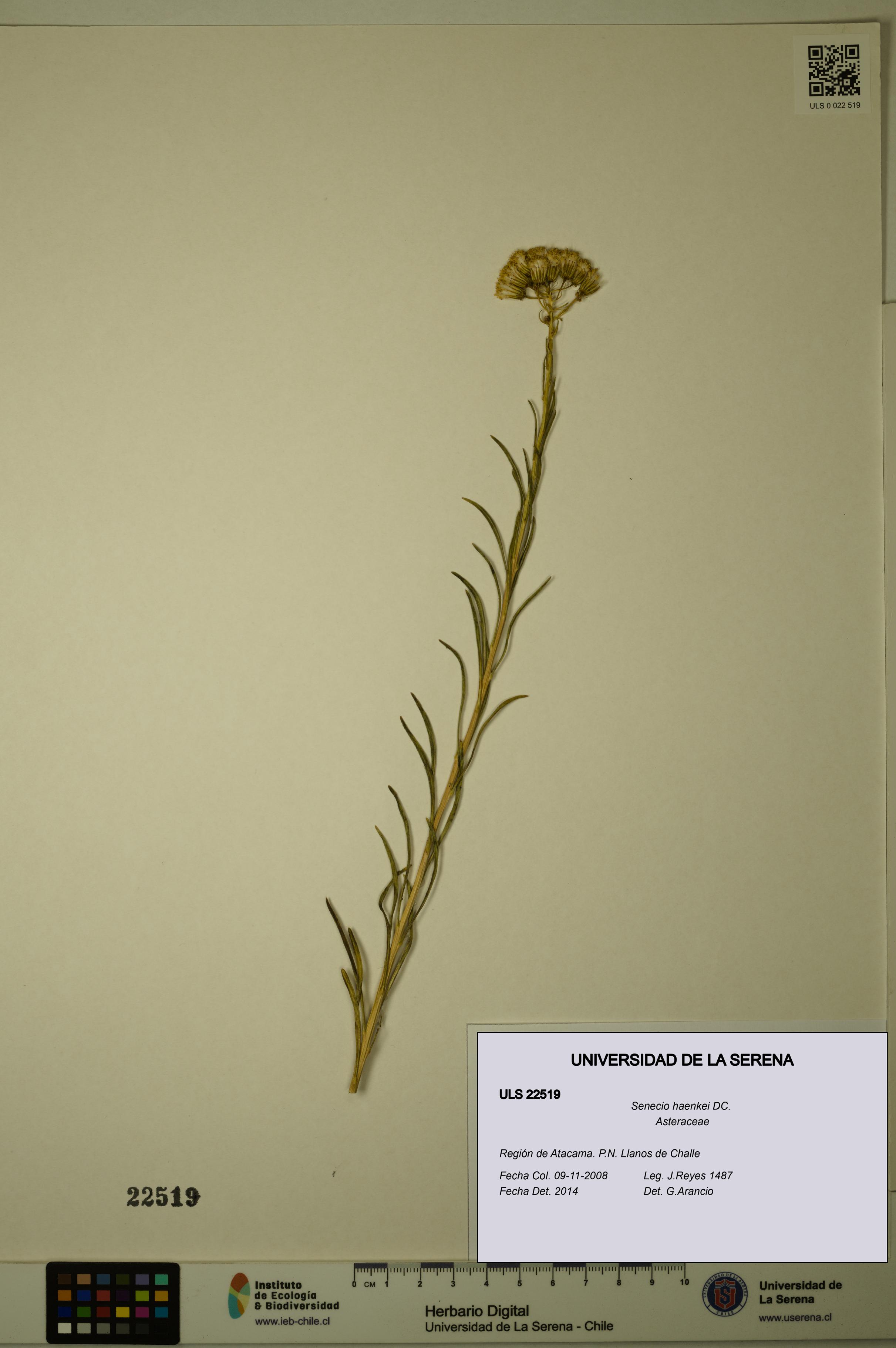 Senecio haenkei [Espécimen: ULS:ULS:0022519]