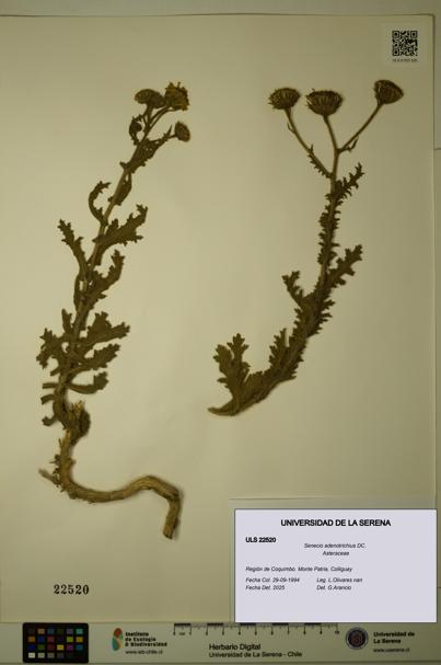 Senecio adenotrichius [Espécimen: ULS:ULS:0022520]