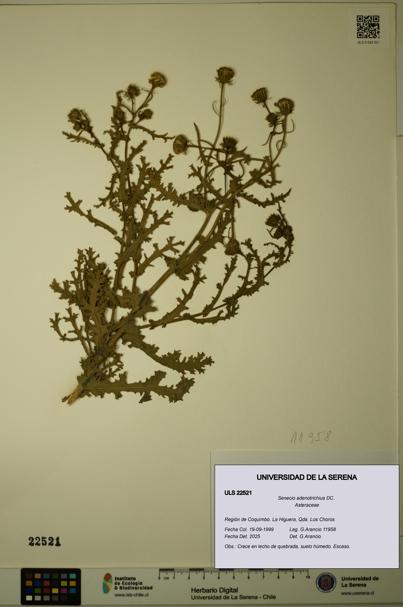 Senecio adenotrichius [Espécimen: ULS:ULS:0022521]
