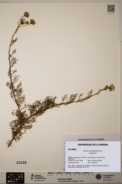 Senecio chamomillifolius [Espécimen: ULS:ULS:0022522]