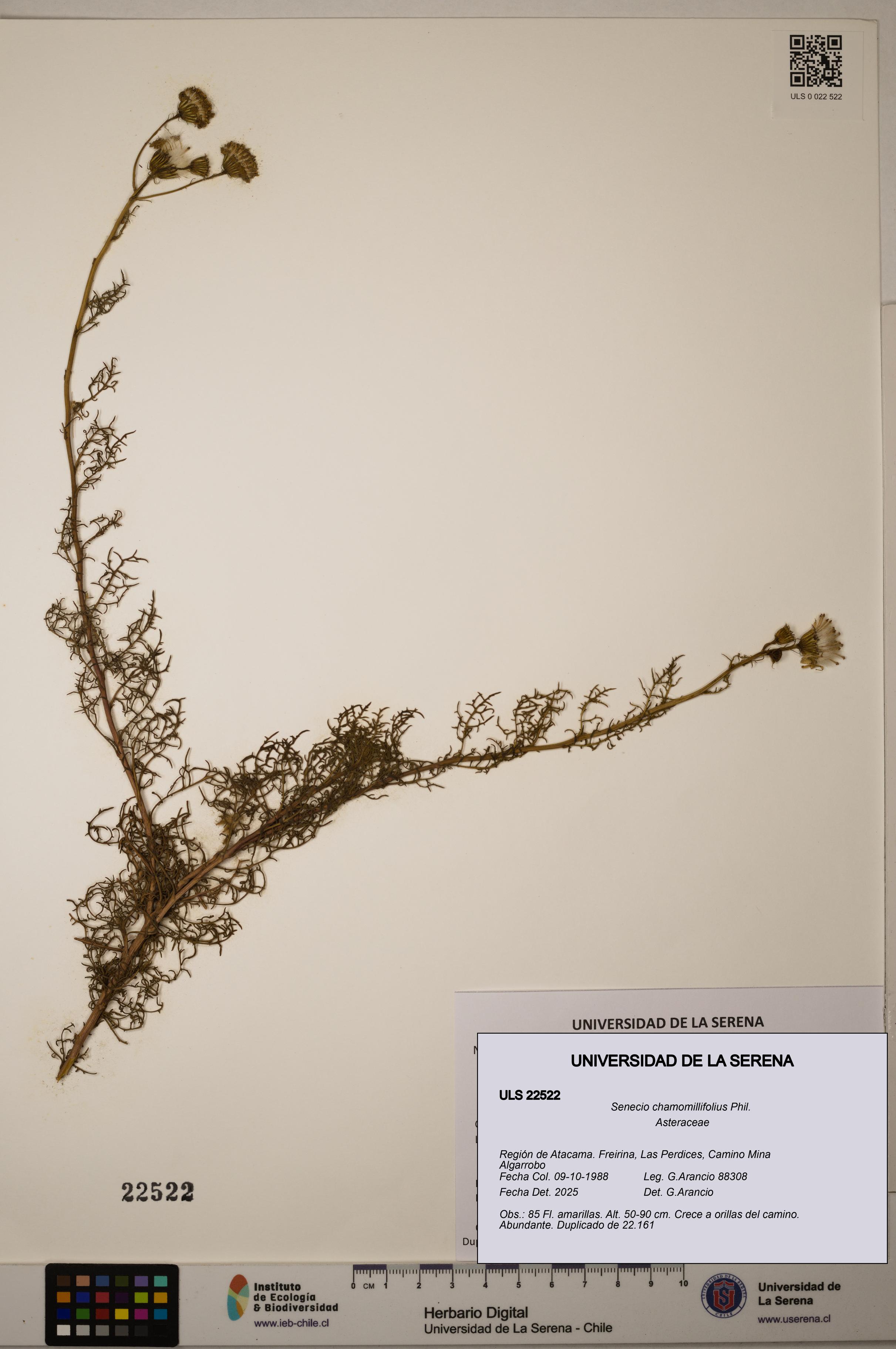Senecio chamomillifolius [Espécimen: ULS:ULS:0022522]