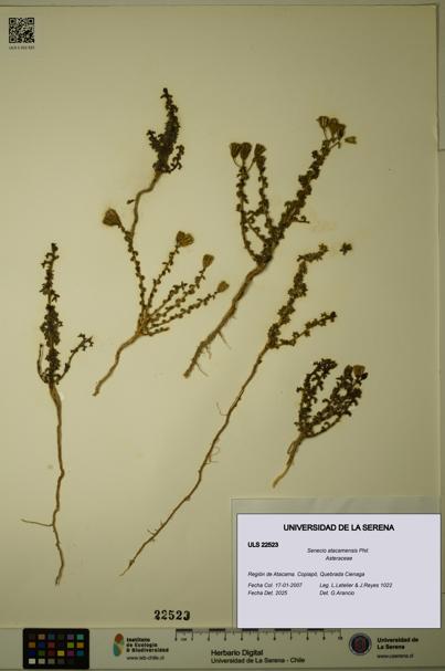 Senecio atacamensis [Espécimen: ULS:ULS:0022523]