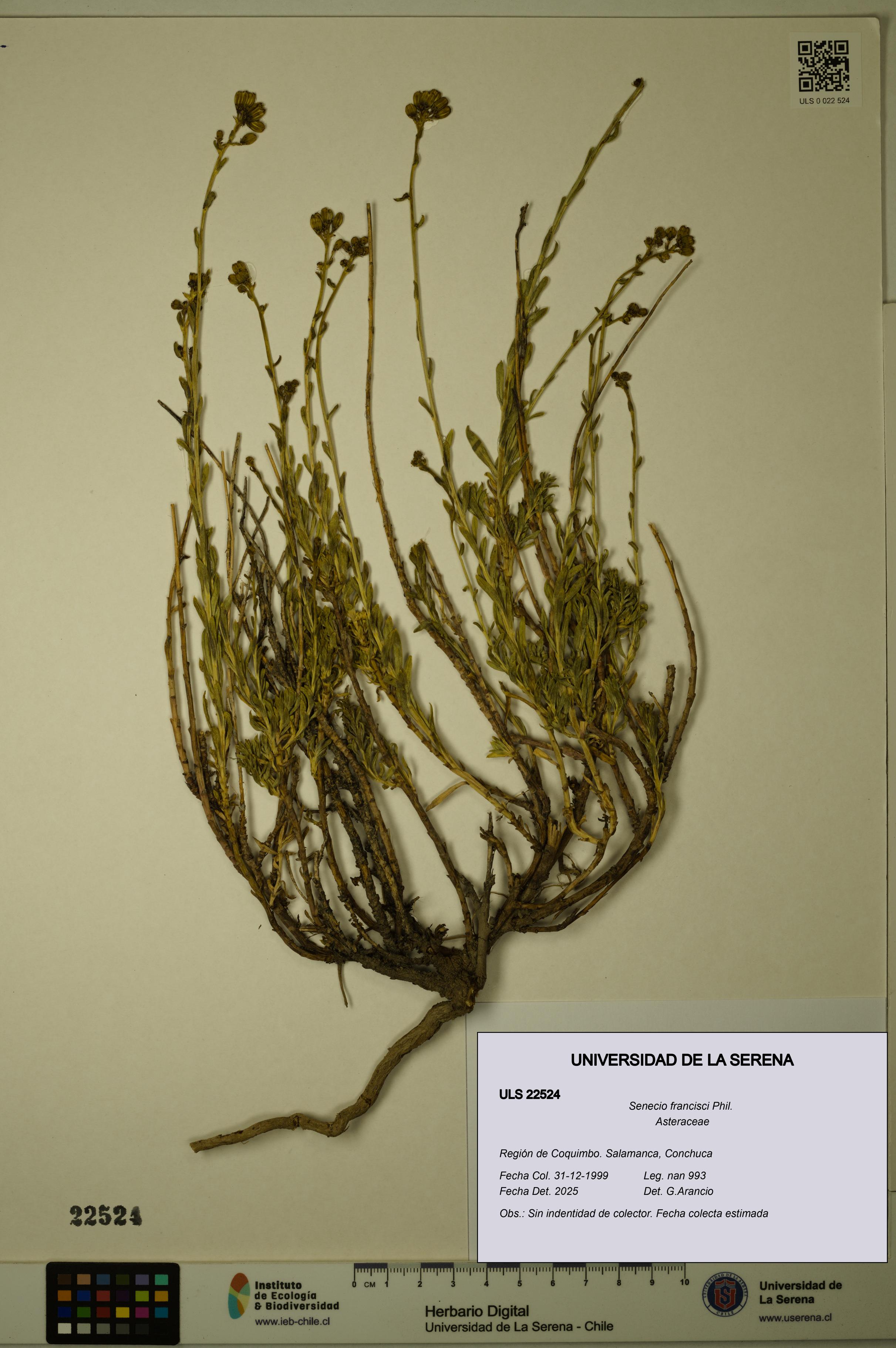 Senecio francisci [Espécimen: ULS:ULS:0022524]