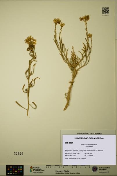 Senecio polygaloides [Espécimen: ULS:ULS:0022526]
