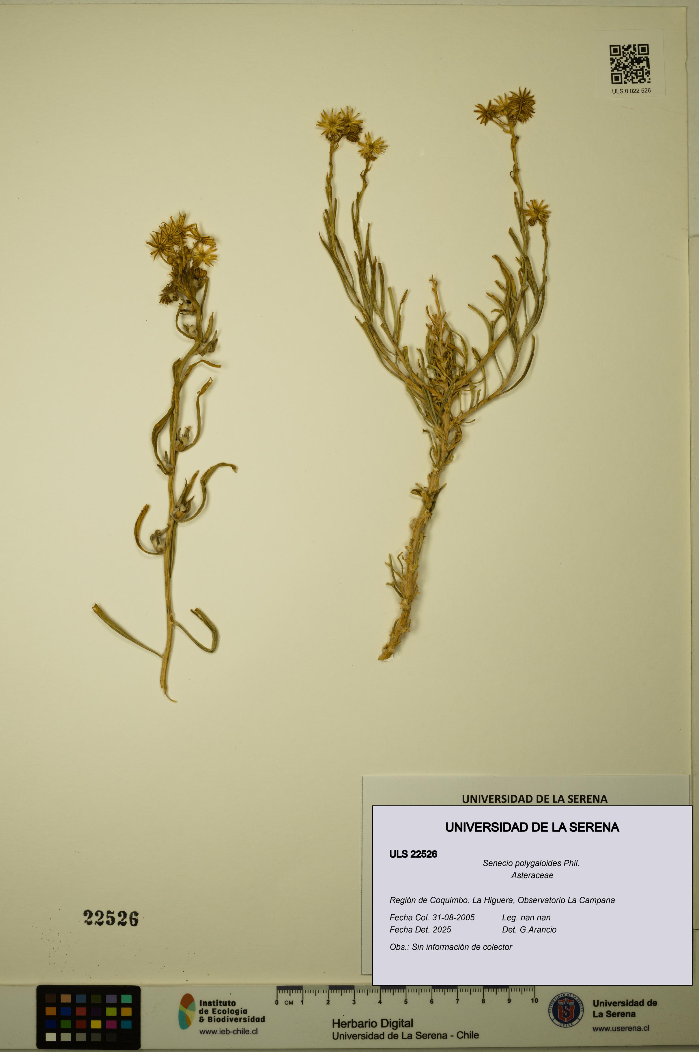 Senecio polygaloides [Espécimen: ULS:ULS:0022526]