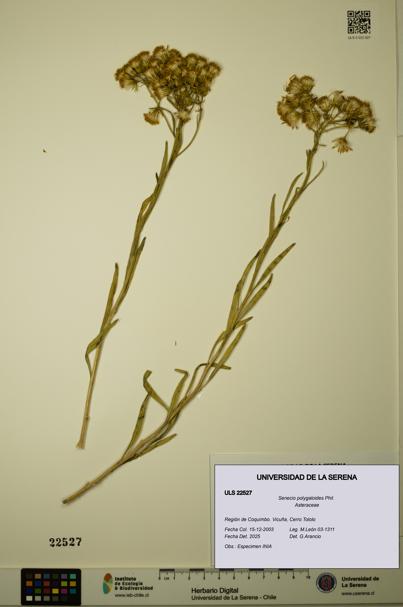 Senecio polygaloides [Espécimen: ULS:ULS:0022527]