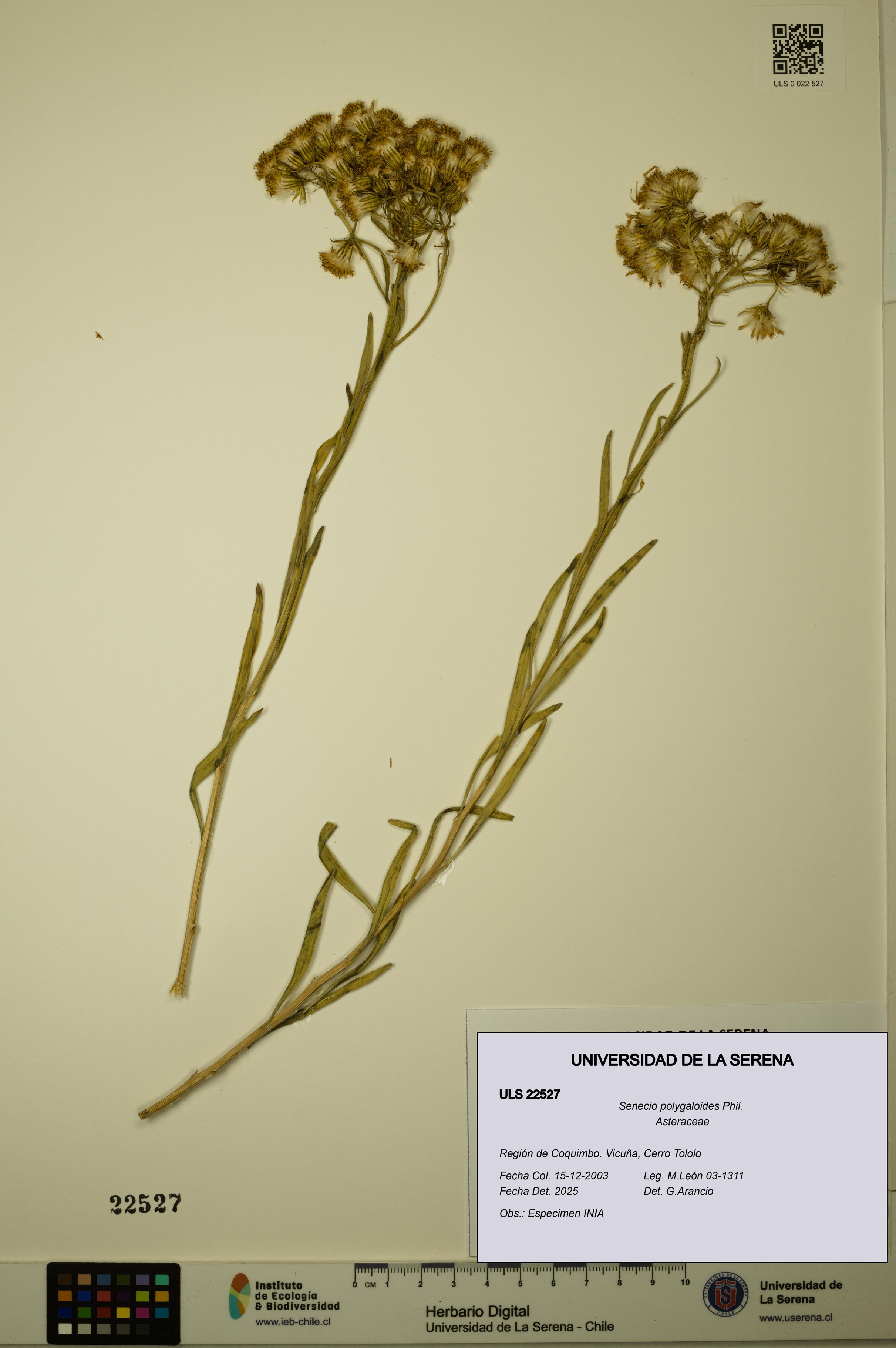 Senecio polygaloides [Espécimen: ULS:ULS:0022527]
