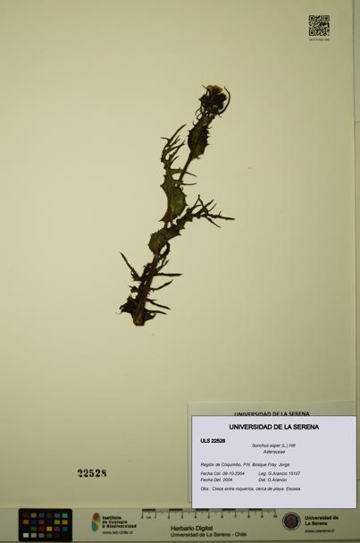 Sonchus asper [Espécimen: ULS:ULS:0022528]