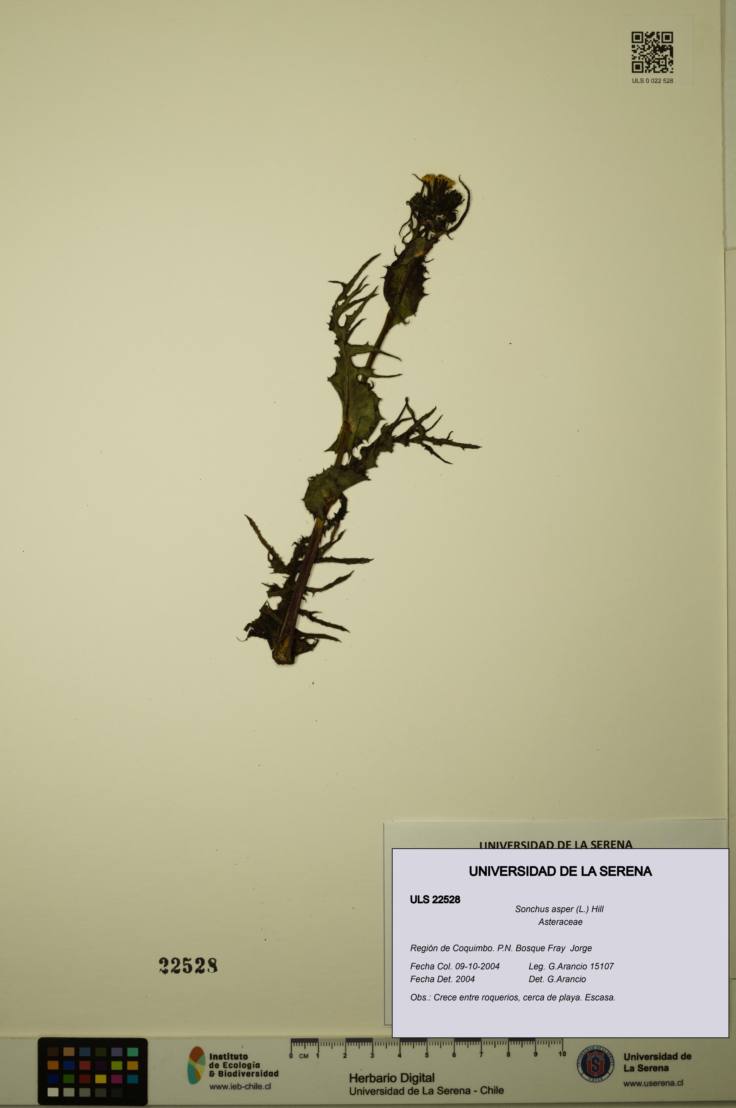 Sonchus asper [Espécimen: ULS:ULS:0022528]