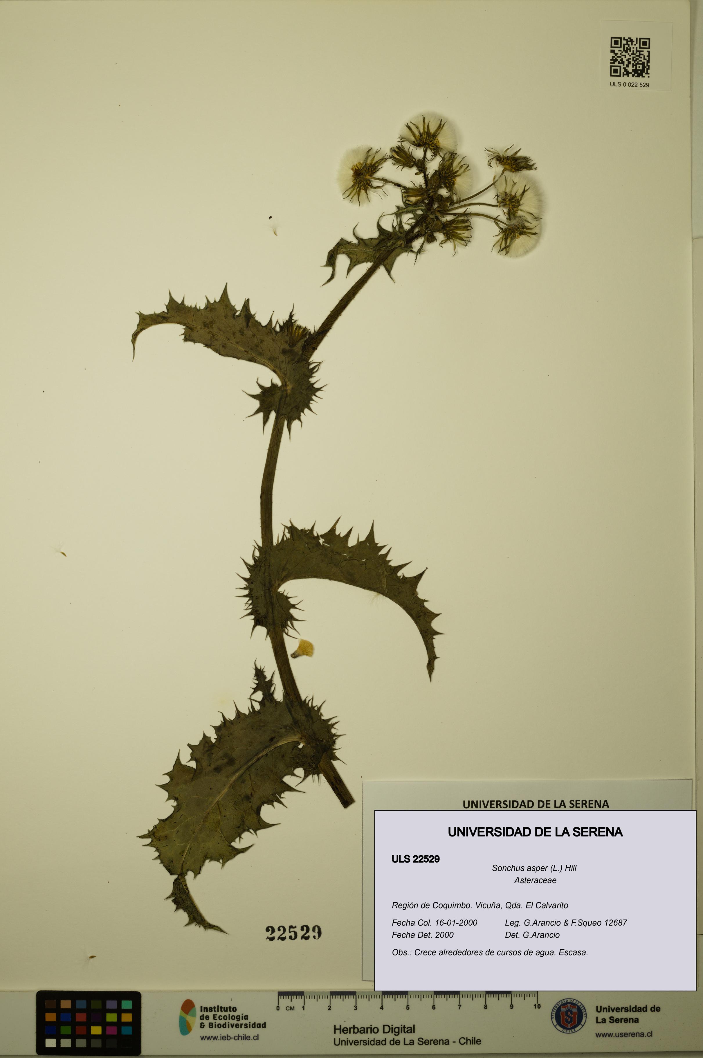 Sonchus asper [Espécimen: ULS:ULS:0022529]