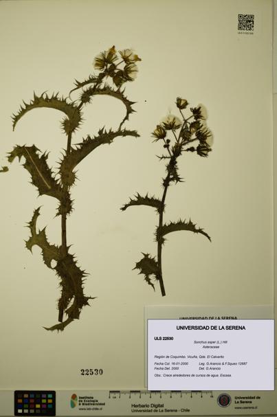 Sonchus asper [Espécimen: ULS:ULS:0022530]