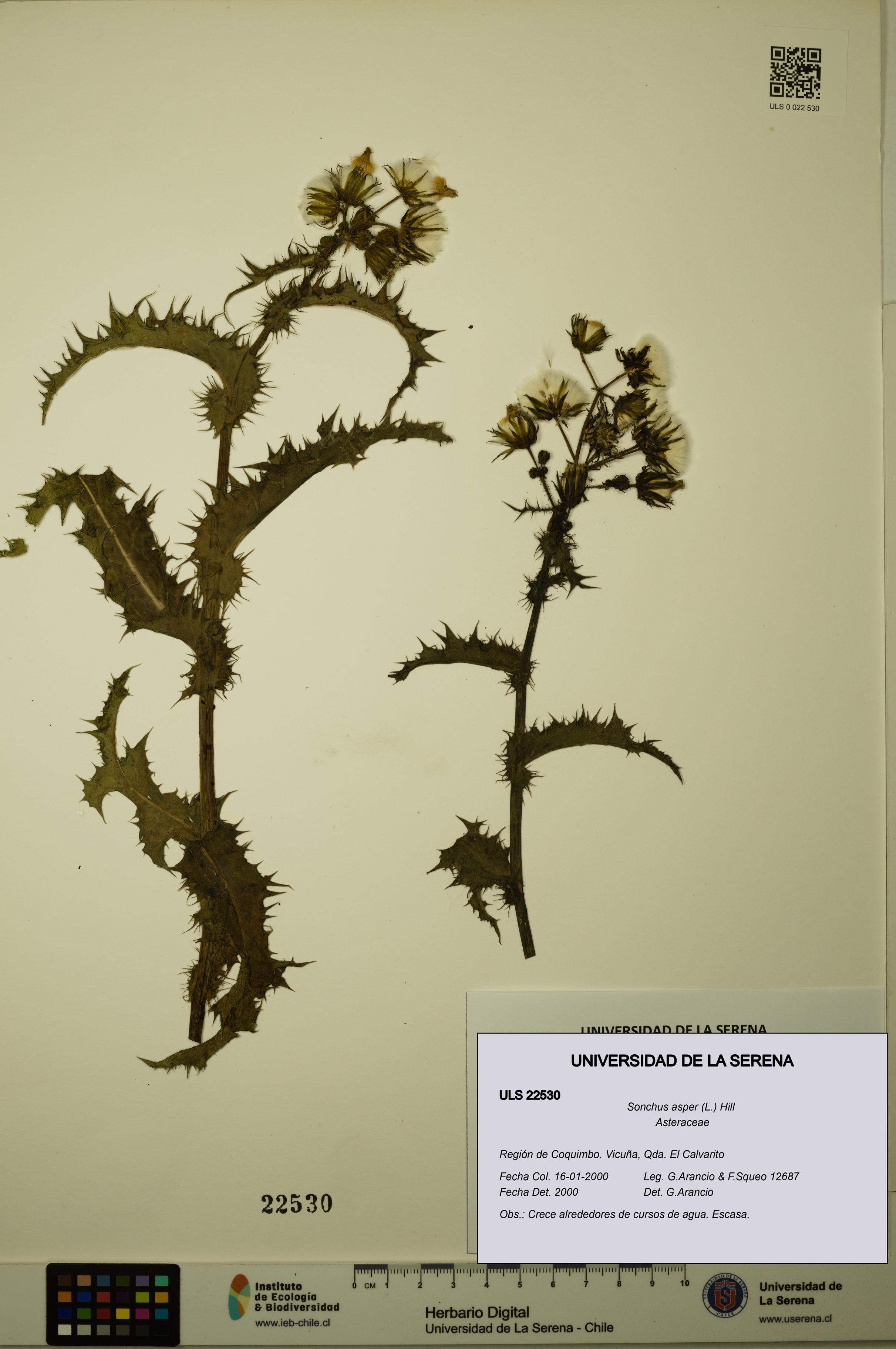 Sonchus asper [Espécimen: ULS:ULS:0022530]