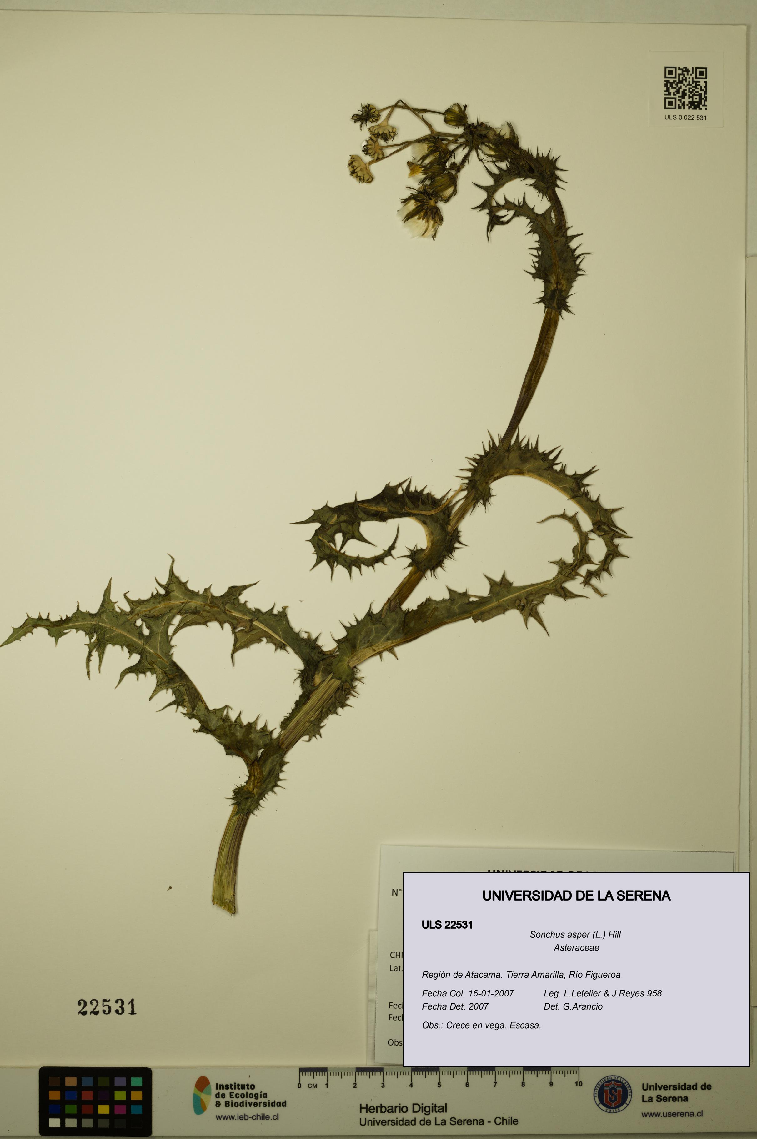 Sonchus asper [Espécimen: ULS:ULS:0022531]
