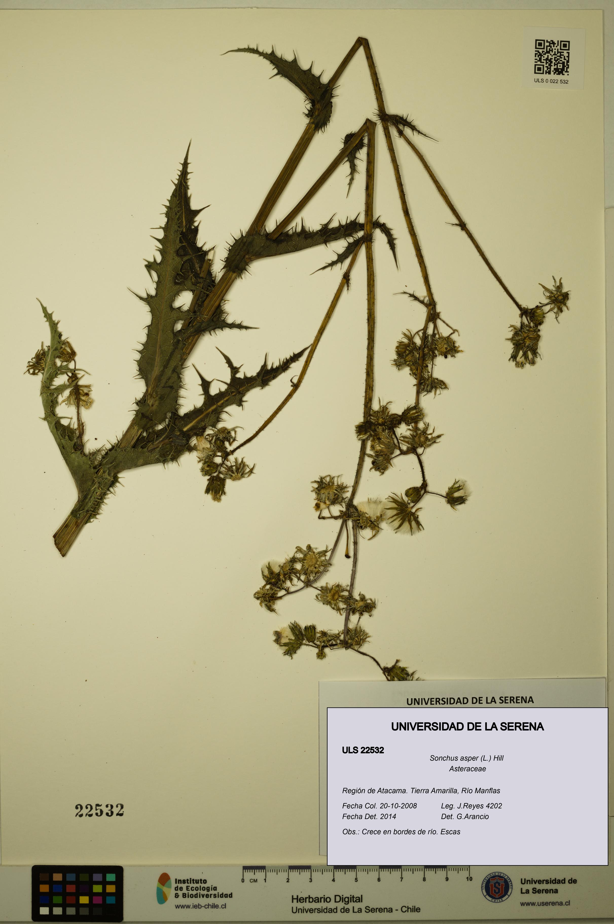Sonchus asper [Espécimen: ULS:ULS:0022532]