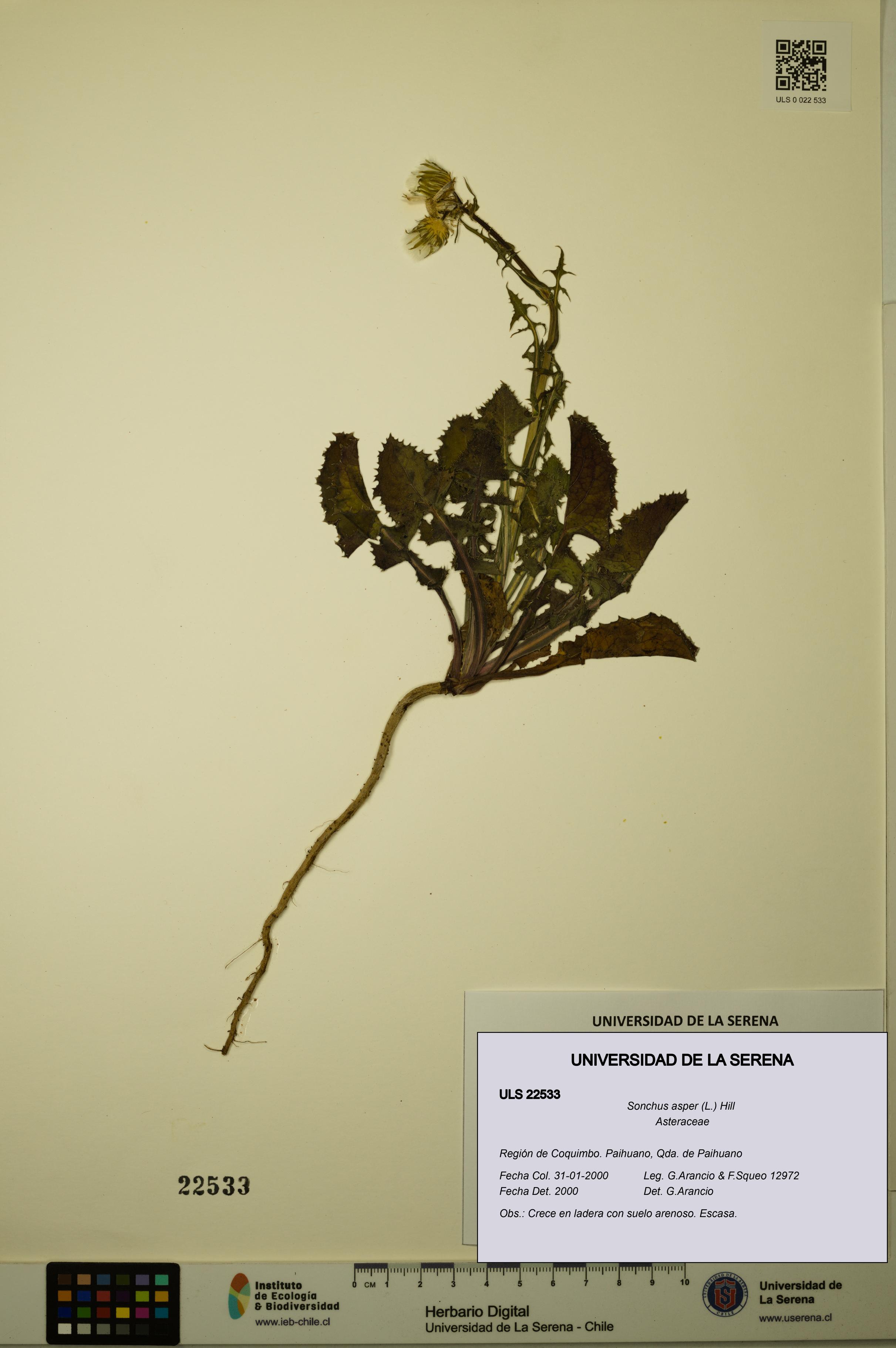 Sonchus asper [Espécimen: ULS:ULS:0022533]