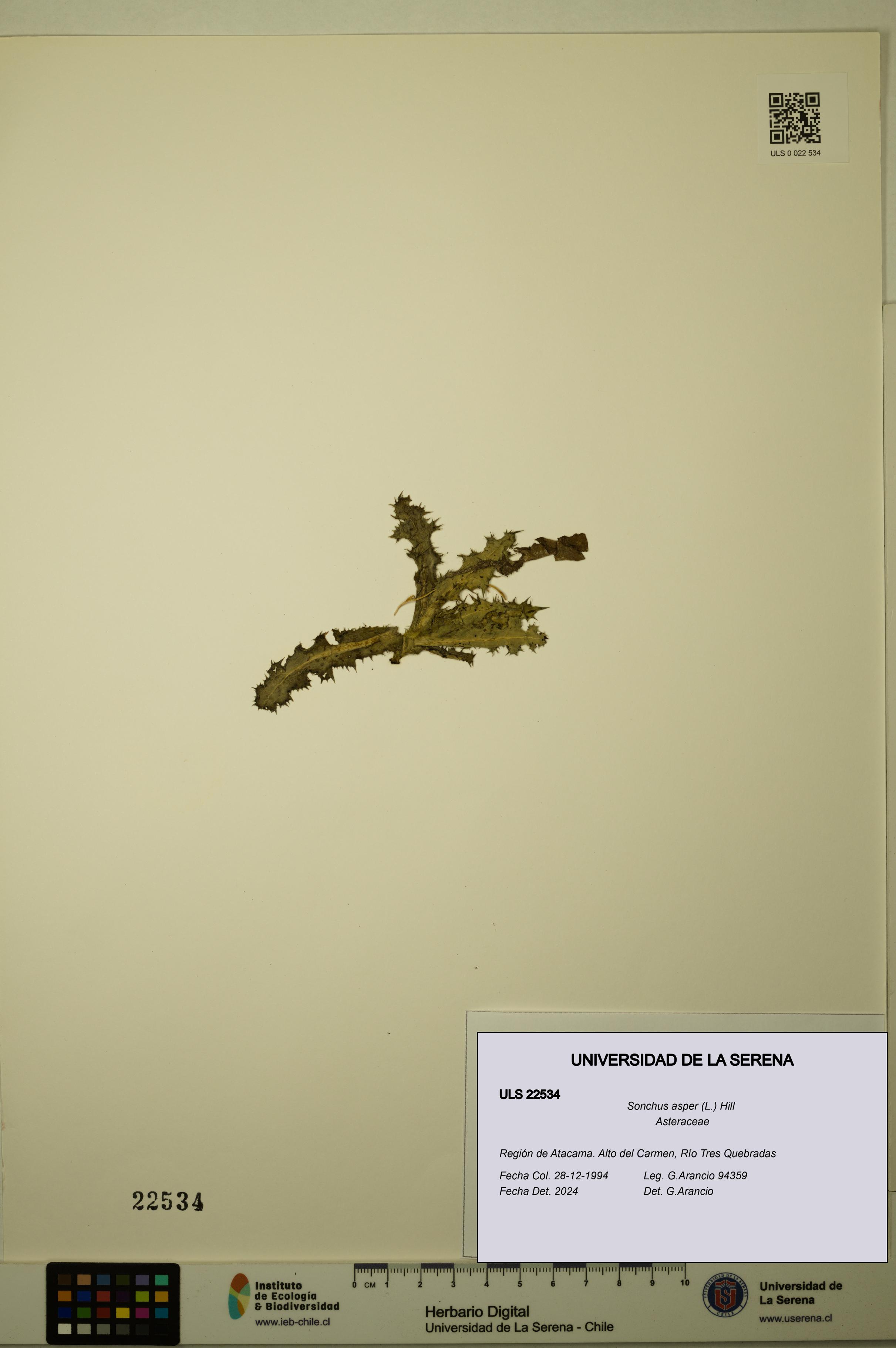 Sonchus asper [Espécimen: ULS:ULS:0022534]